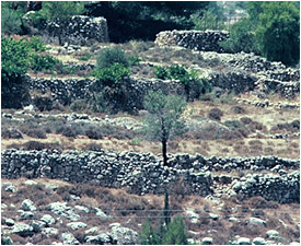 einyael_limestoneterrace